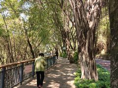 -金鸡山公园