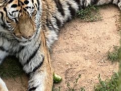 -西霞口神雕山野生动物世界