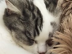 -喵的天空名猫咖啡馆·撸猫·猫舍·用品