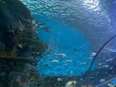 -上海海洋水族馆