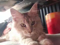 -十年猫舍·猫咪专门店(普陀店)