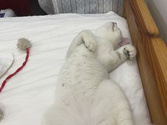 -lincat·猫舍(广州店)