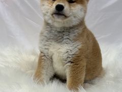-萌宠之家·腊肠犬·马尔泰·小体犬舍