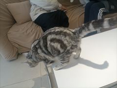 -怪兽屋·羊驼·猫咖·狗咖(俊华广场店)