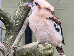 -新加坡飞禽公园
