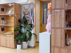 -猫十亿·布偶金渐层·曼基康矮脚猫舍(青年路店)