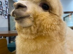 -爱诺耐芙动物医院(万博店)