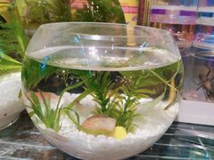 -双季花艺园艺市场(浦东店)