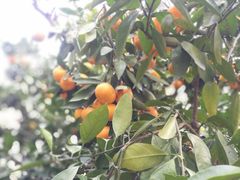 -前小桔亲子创意农场·草莓采摘·露营烧烤