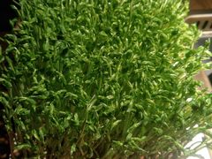 有机豆苗-九鼎轩脆毛肚火锅(商业街店)