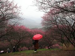 -新建村梅花