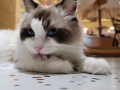 -滚猫咖啡·猫咖·猫友好撸猫(未来城店)