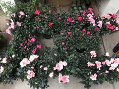 -龙大花卉苗木市场