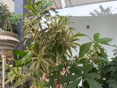 -gaga(深圳南山益田假日广场店)