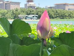 -莲花池公园