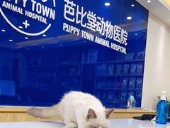 -芭比堂动物医院·24小时·眼科中心(深圳中心)