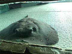 -上海海洋水族馆