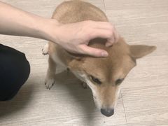 -柴犬高等学院·狗咖·柴犬售卖·宠物训练