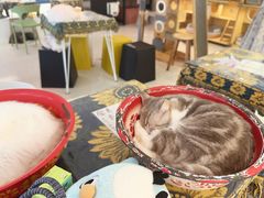-平行世界·猫咖(首经贸店)