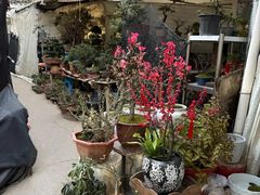 -苏州市皮市街花鸟工艺品市场
