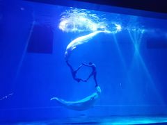 -芜湖新华联大白鲸海洋公园