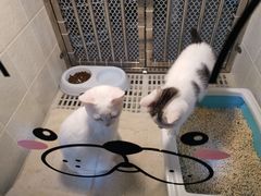 -1013 PET SHOP 宠物商店(近铁城市广场店)