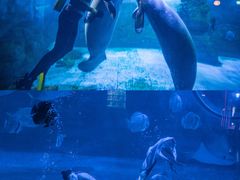 -烟台海昌鲸鲨海洋公园