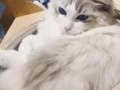 -飞行喵MR PILOT|猫舍·猫咖(静安大融城店)
