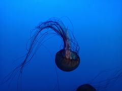 -太平洋海底世界