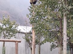 -卧龙中华大熊猫苑神树坪基地