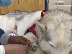 -美联众合动物医院·24h京西诊疗中心