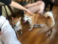 -柴犬高等学院·狗咖·柴犬售卖·宠物训练