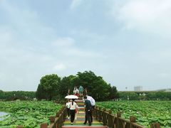 -荷塘月色湿地公园·向阳花洲