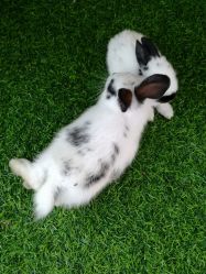 -萌宠亲子动物乐园(槐房万达店)