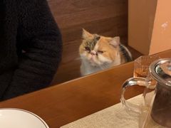 -猫岛主趣味餐厅(鼓浪屿店)