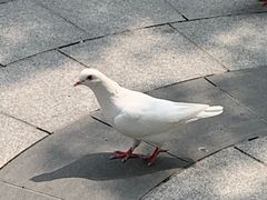 -南宫五洲植物乐园