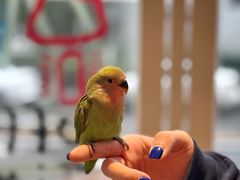 -青石桥花鸟鱼虫市场(叠翠城店)