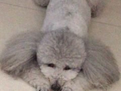 -严国平动物医院(德政总院)