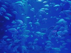 -成都浩海立方海洋公园