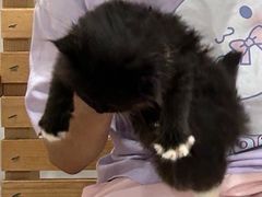 -楼上猫咖(罗湖店)