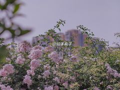 -江南茗茶城