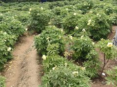 -洛阳市隋唐城遗址植物园