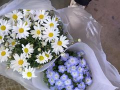 -花鸟鱼虫鲜花绿植市场(玉泉路店)