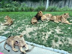 -北京野生动物园