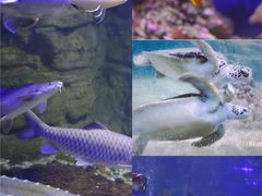 -江和美海洋公园