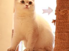 -米乐乖乖猫咪咖啡馆·猫咖(深圳湾后海汇店)