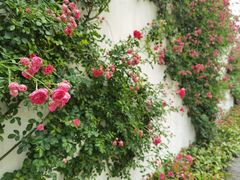 -青果巷历史文化街区