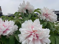 -曹州百花园