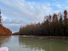 -上海海湾国家森林公园