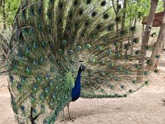 -石家庄市动物园